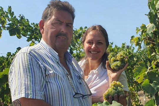Private Naples Food and Wine Harvest Tour