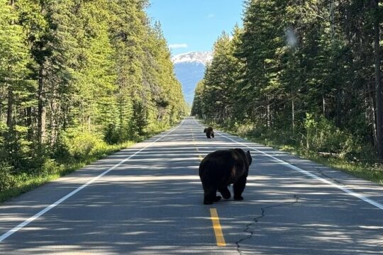 Banff Evening Wildlife Tour