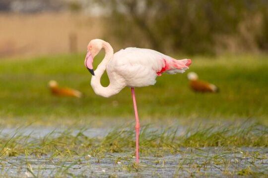 Kos Wildlife Walks: birdwatching and animal photography