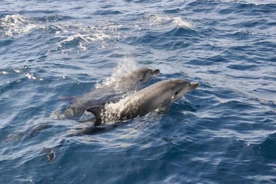 Dolphin spotting in the Gulf of Olbia