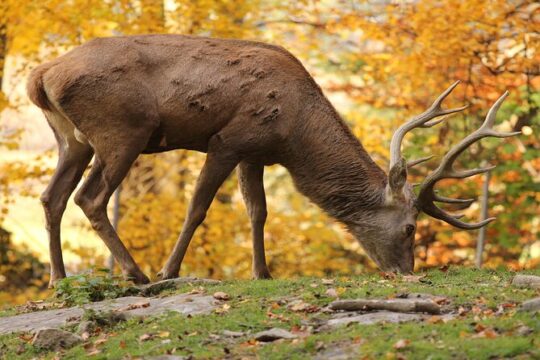 Salzburg Zoo Hellbrunn Skip the line Tickets with Private Car