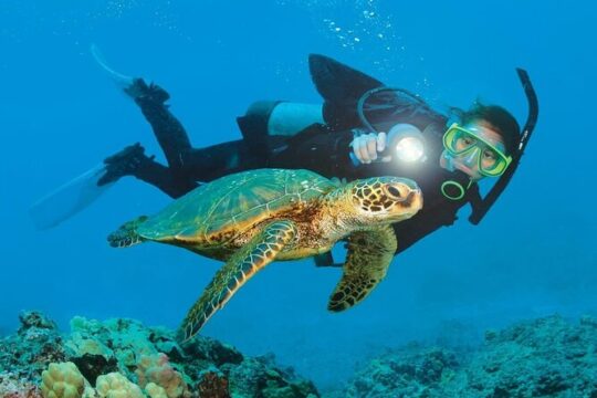 Okurcalar Shared Snorkeling and Diving Trip
