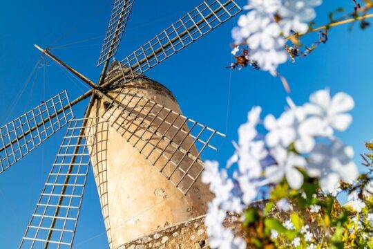 Deluxe Palma De Mallorca Tour for Cruise Passengers