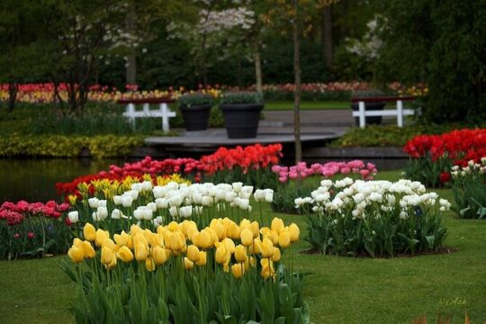 Keukenhof Gardens & Zaanse Schans 9 Hour Day Tour from Amsterdam