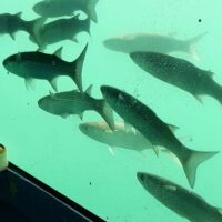 Submarine Tours