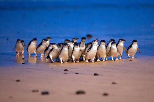 Phillip Island Penguin Parade and Wildlife Tour from Melbourne