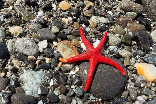 Port Townsend Explore the Shore Tour
