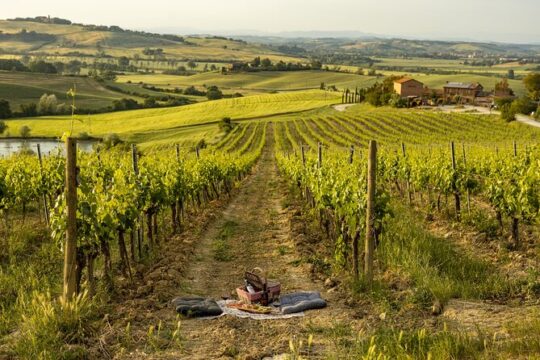 Picnic in vineyards with Bottle of Brunello di Montalcino