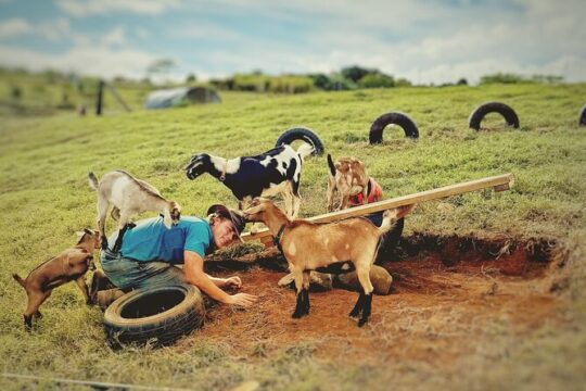 Kauai Baby Farm Animals Experience and Immerse in a Micro Dairy