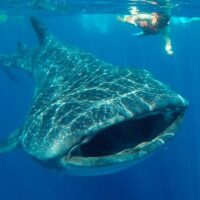 Shark Diving