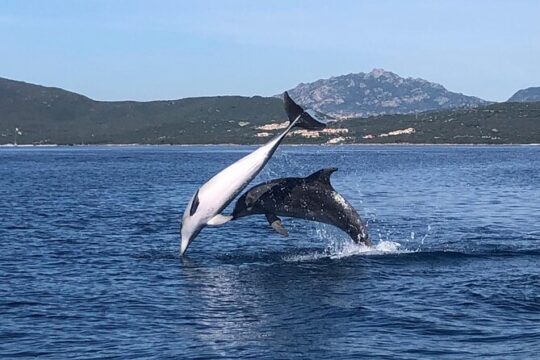 Dolphin Watching Boat Tour from Olbia