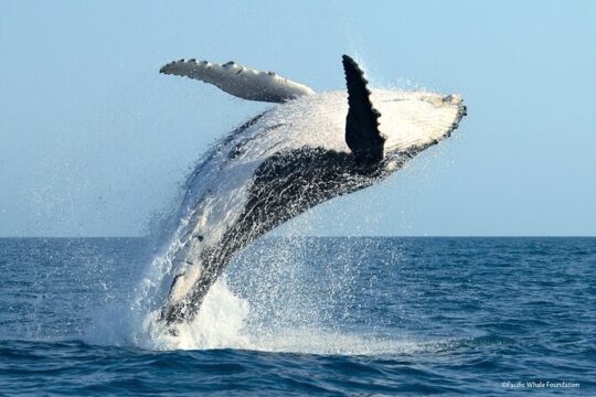 Whale Watching Moorea