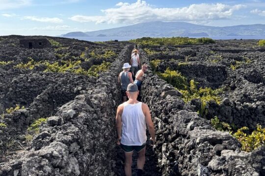Pico Island wine culture - Private tour (+ optional wine tasting)