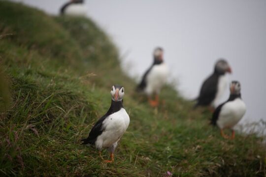 Faroe Islands Mykines Puffin Island