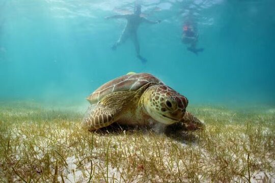 Tulum and Turtles Tour from Cancun