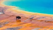 Yellowstone: The full experience