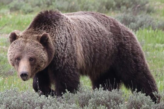Yellowstone Full Day Tours