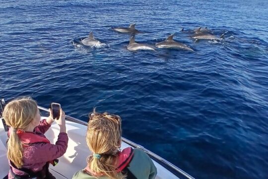 FARO Fantastic Dolphin Observation Tour and Marine Life