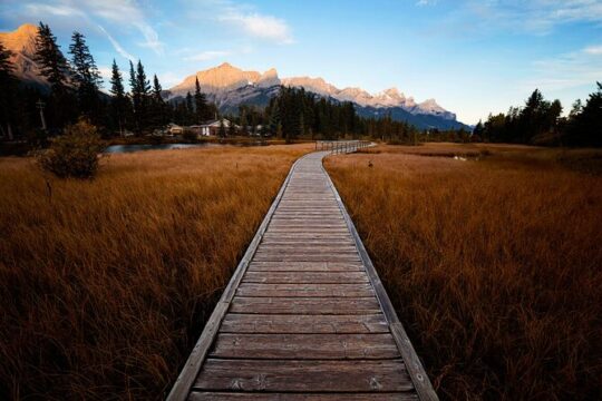 Canmore Medicinal and Edible Plants 2 Hours Nature Walk