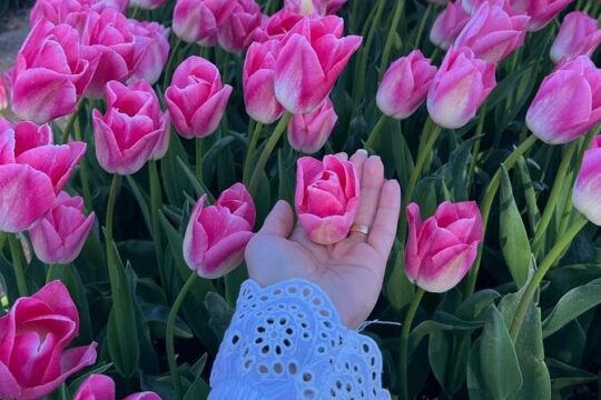 Private Tour in Tesla from Amsterdam Keukenhof and Tulip Fields