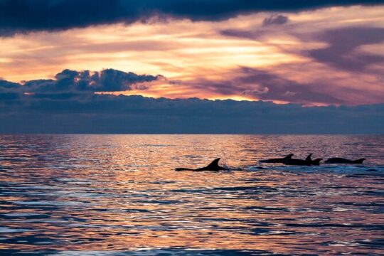 Sunset Dolphin Watching with Marine Biologists