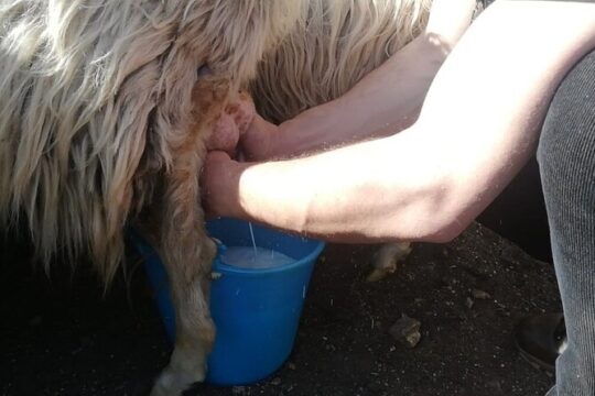 Burgos Sheep Milking Experience