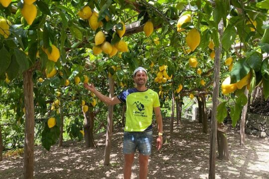 Lemon Trail Lemon Tour with Tasting