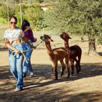 Walking & Biking Tours