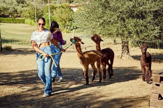 Visit to the Farm and walk with the Alpacas
