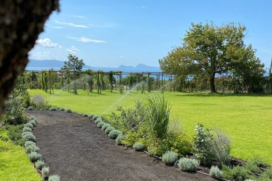 Organic Lunch With Wine Tasting