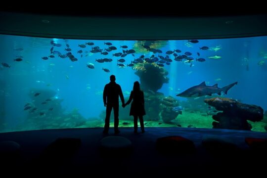 Palma Aquarium with return bus from Port Alcudia