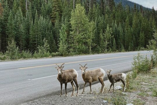 Banff Sightseeing Tour