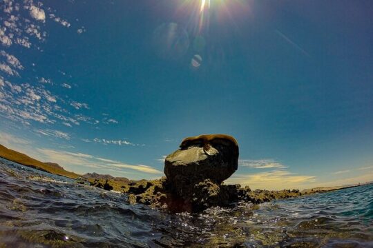 Balandra Beach Escape with Snorkeling and Wildlife Watching