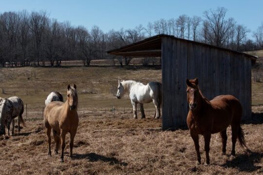 Blue Mountain Day Trip: Wine tasting, Horseback & Outdoor Fun!