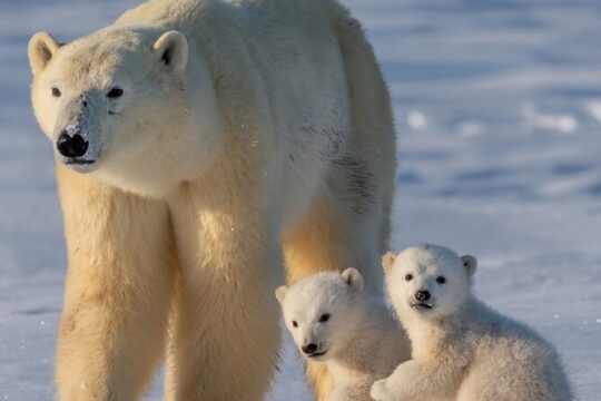 Arctic Wildlife Adventure Ranua Wildlife Park Trip