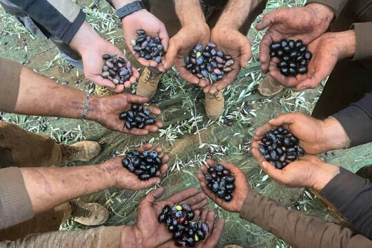 Full Day Olive Oil Farm and Nicotera Tour with Calabrian lunch