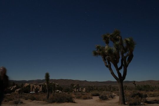 Joshua Tree National Park Private Adventure from Los Angeles