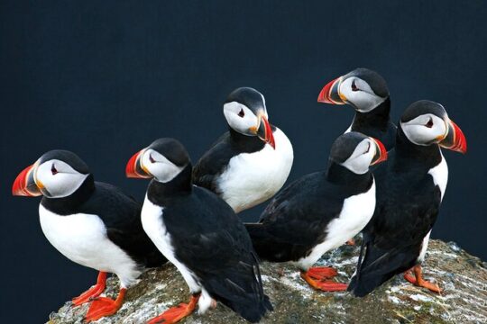 Puffin Tour Deluxe from Downtown Reykjavík