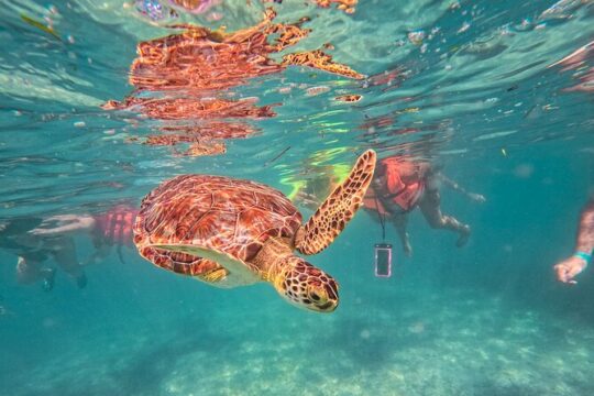 Tulum Ruins, Sea Turtles and Cenote Snorkeling Adventure Tour