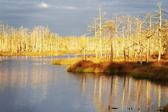 Cenu Bog Walking Trail near Riga Away From Crowded Trails