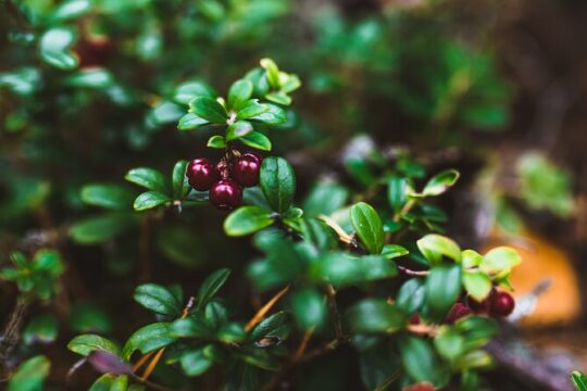 Summer Northern Berry and Mushroom picking experience