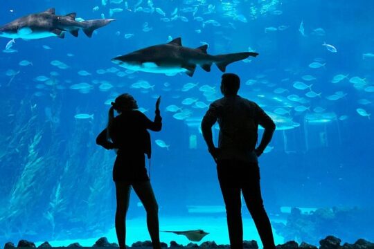 Aquarium Poema del Mar and Bus TUI Package