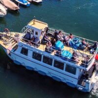 Dolphin & Whale Watching