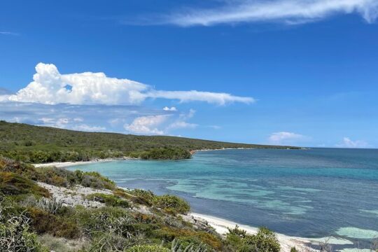 Epic Sea and Wildlife Paddleboarding Adventure