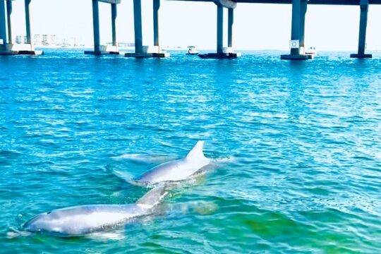Destin Harbor Boat Ride and Dolphin Watching