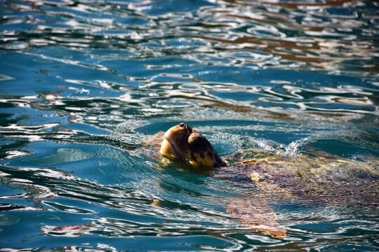 Glass Bottom Boat Tour Myzithres & Turtle Adventure