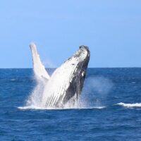 Dolphin & Whale Watching