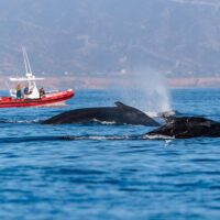 Shore Excursions