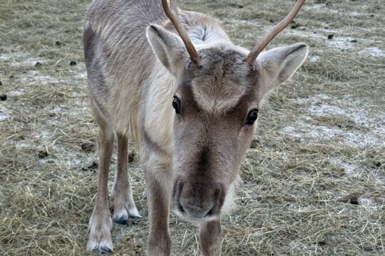 Short Reindeer Ride and Introduction