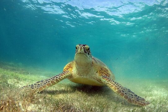 Turtles and Cenote Snorkeling Activity from Tulum
